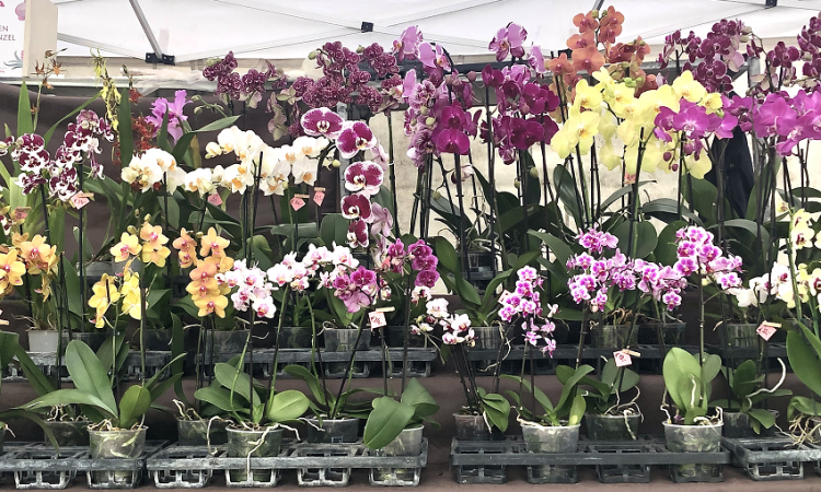 Ortidea 2025: il mondo delle orchidee in mostra all’orto botanico di Roma